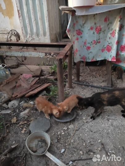 Котята отдам бесплатно