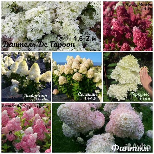 Гортензия разные сорта