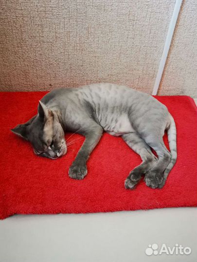 Стрижка кошек на дому