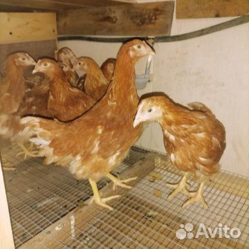Куры молод