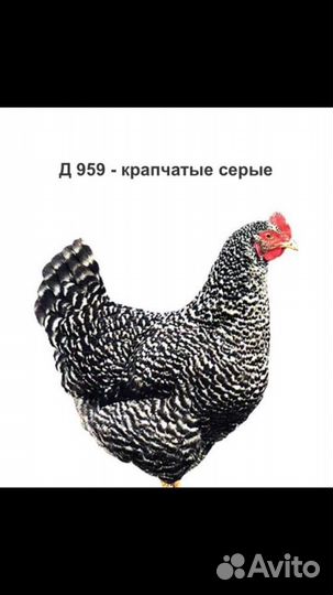 Чешский доминат молодка куры несушка несутся