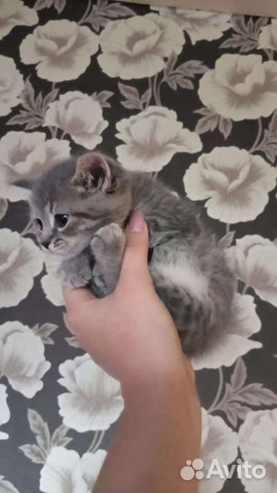 Шотландская вислоухая кошка бесплатно