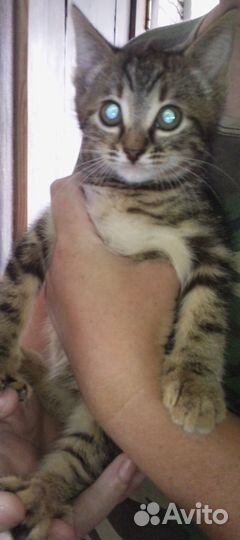 Котята бесплатно