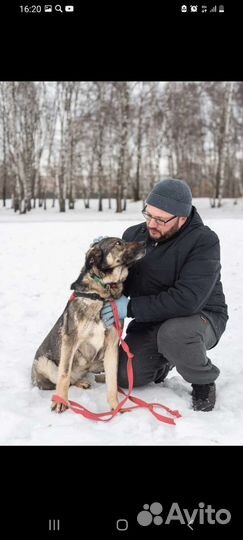 Собака ждёт хозяина в приюте