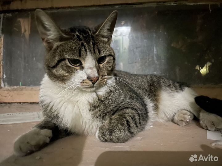Кот в добрые руки