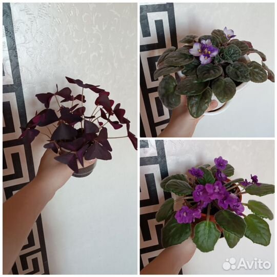 Комнатные растения цветы