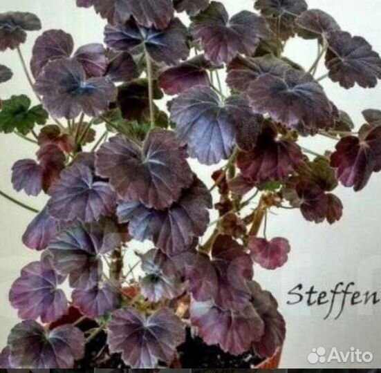 Пеларгония Стефенс блэк, мини