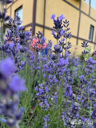 Лаванда сухоцвет