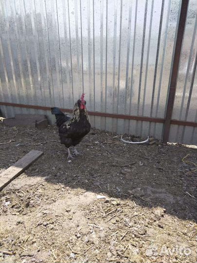 Петух синь синь дянь