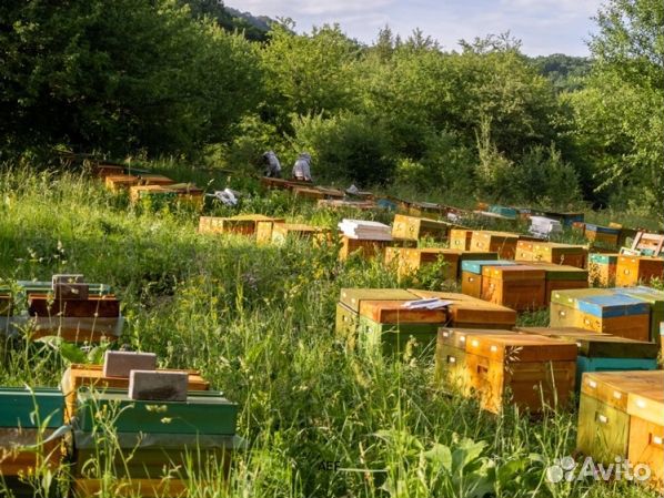 Мед 2024 года Алтайский оптом