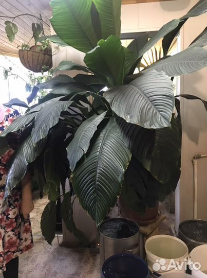 Спатифиллум