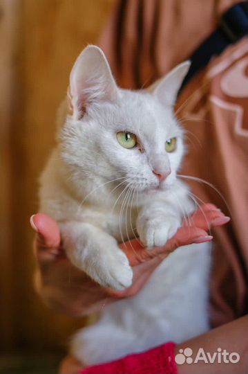 Заберите кошку домой