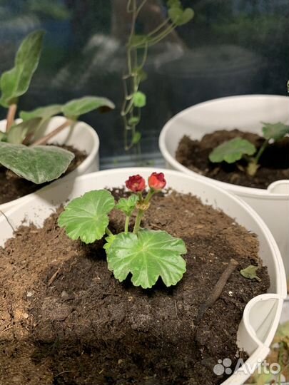 Пеларгония герань сортовая