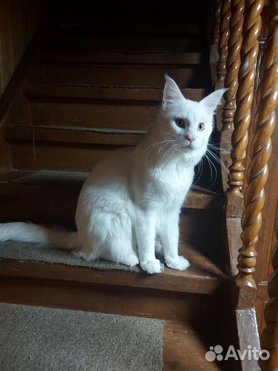 Мейн-кун котик