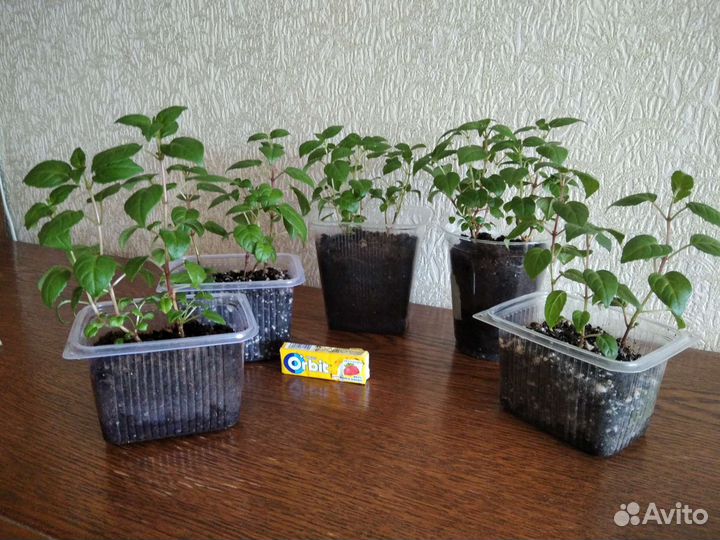 Фуксия, комнатное растение