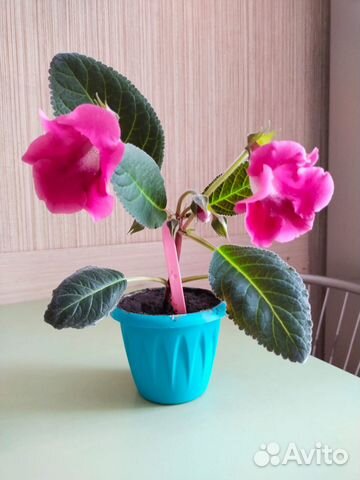 Глоксиния, сенполия (фиалка комнатная)