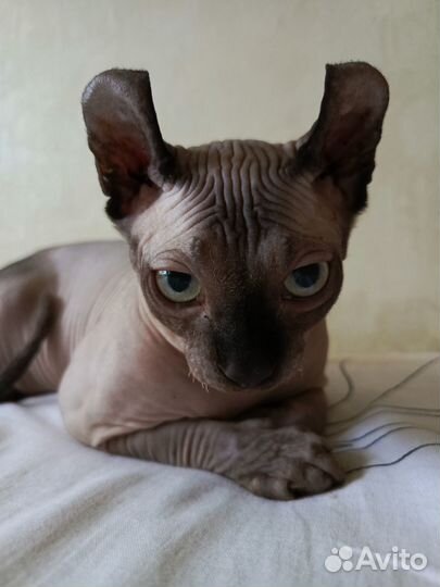 Сфинкс эльф котёнок