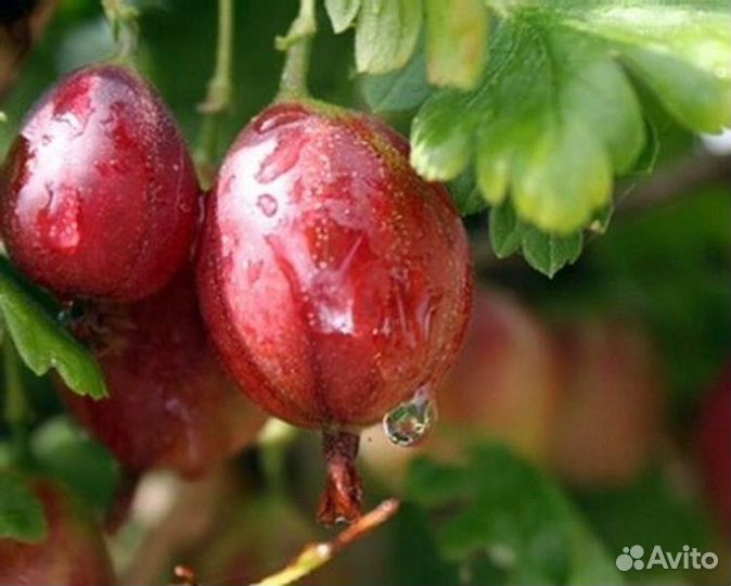 Саженцы Крыжовника красный