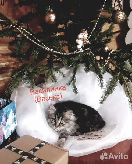 Ищем добрые и любящие ручки