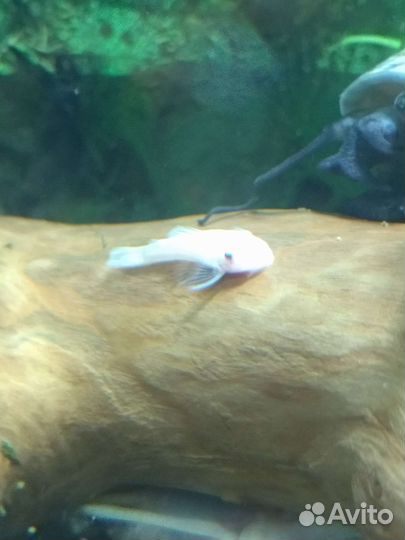 Улитки Ампулярии, криптокорина, раголистник