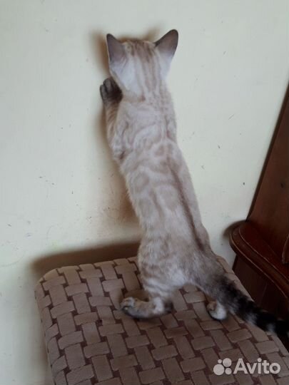 Котенок