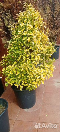 Можжевельник,туи,розы