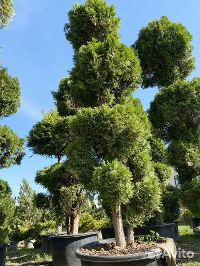 Туя Формированная 3,8 метра