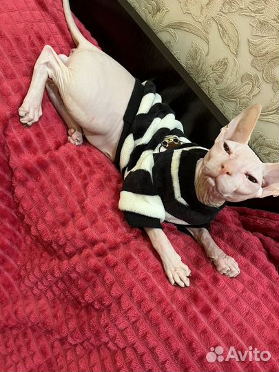 Канадский сфинкс вязка