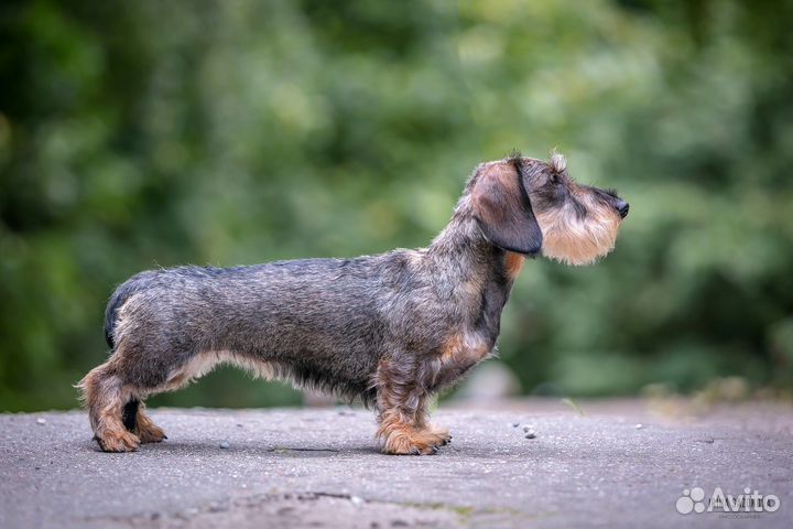 Щенки таксы стандартной жескошерстной