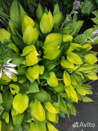 Цветы для сада