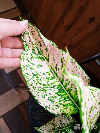 Аглаонема рози