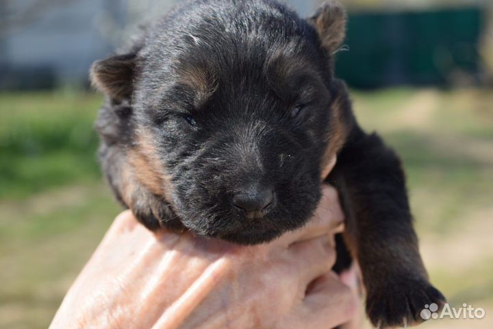 Щенки немецкой овчарки