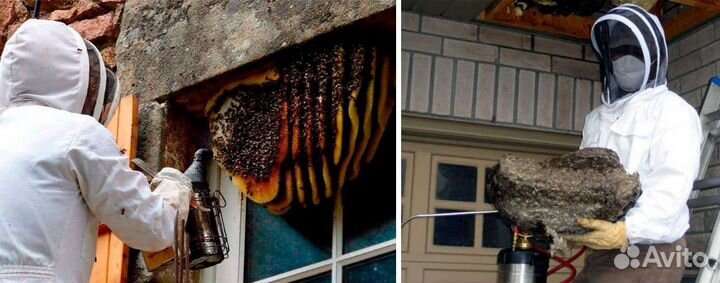 Уничтожения шершней ос муровев
