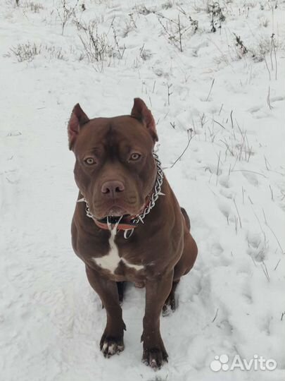 Питбуль вязка