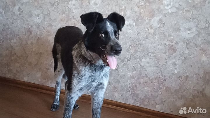 Щенок подросток