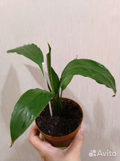 Фикус 