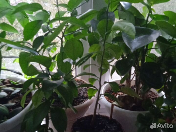 Лимон, финиковая пальма, авокадо Хаас, манго