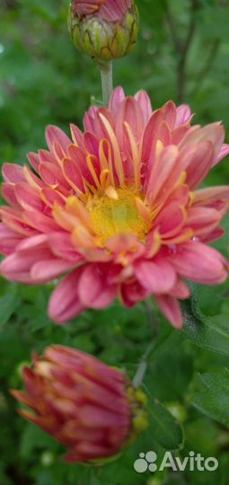 Хризантемы