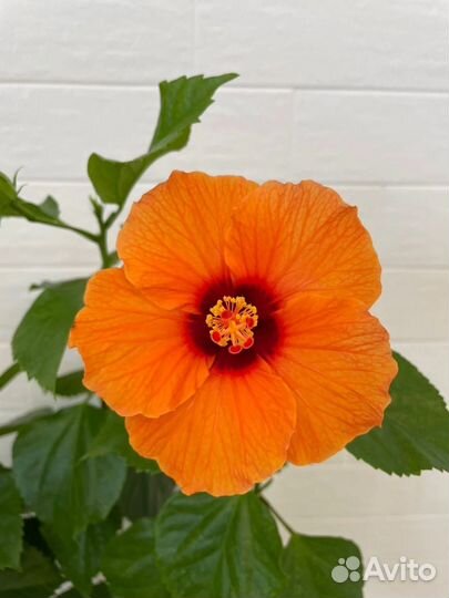 Гибискус Оранжевый