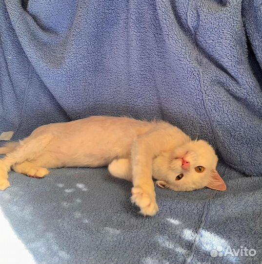 Котик в добрые руки