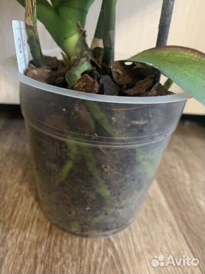 Орхидея фаленопсис