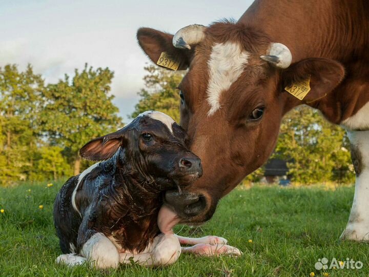 Искусственное осеменение коров. Ветеринарный врач
