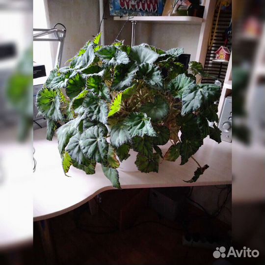 Бегония Бауэра