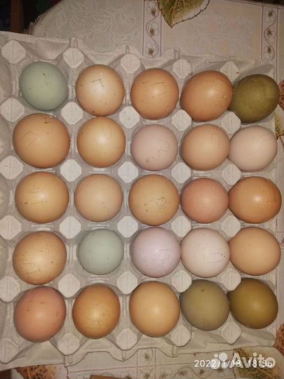 Инкубационное яйцо