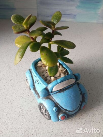 Композиции из суккулентов