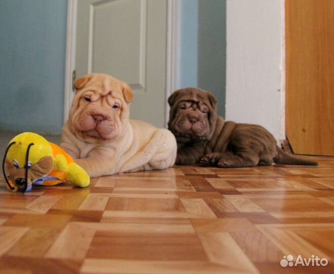 Шарпей Складчатое чудо