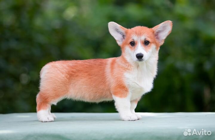 Вельш-корги пемброк