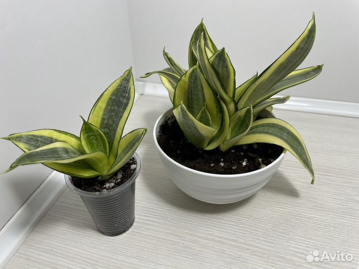 Сансевиерии сортовые