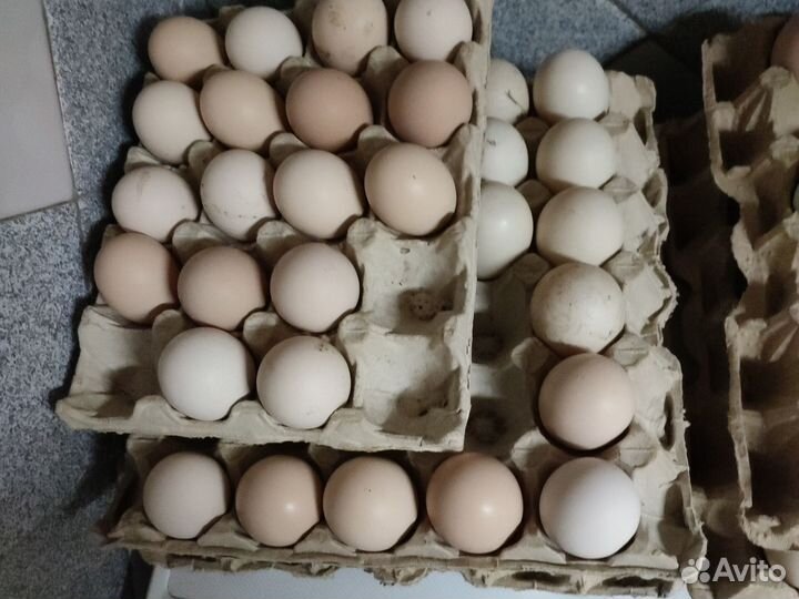 Цыплята,утята,ия