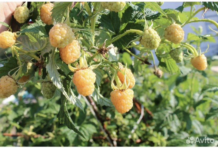 Малина желтый гигант